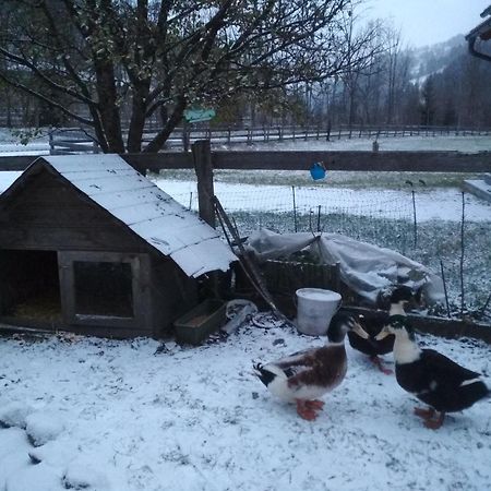Gaestehaus Blonbauer Lägenhet Schladming Exteriör bild