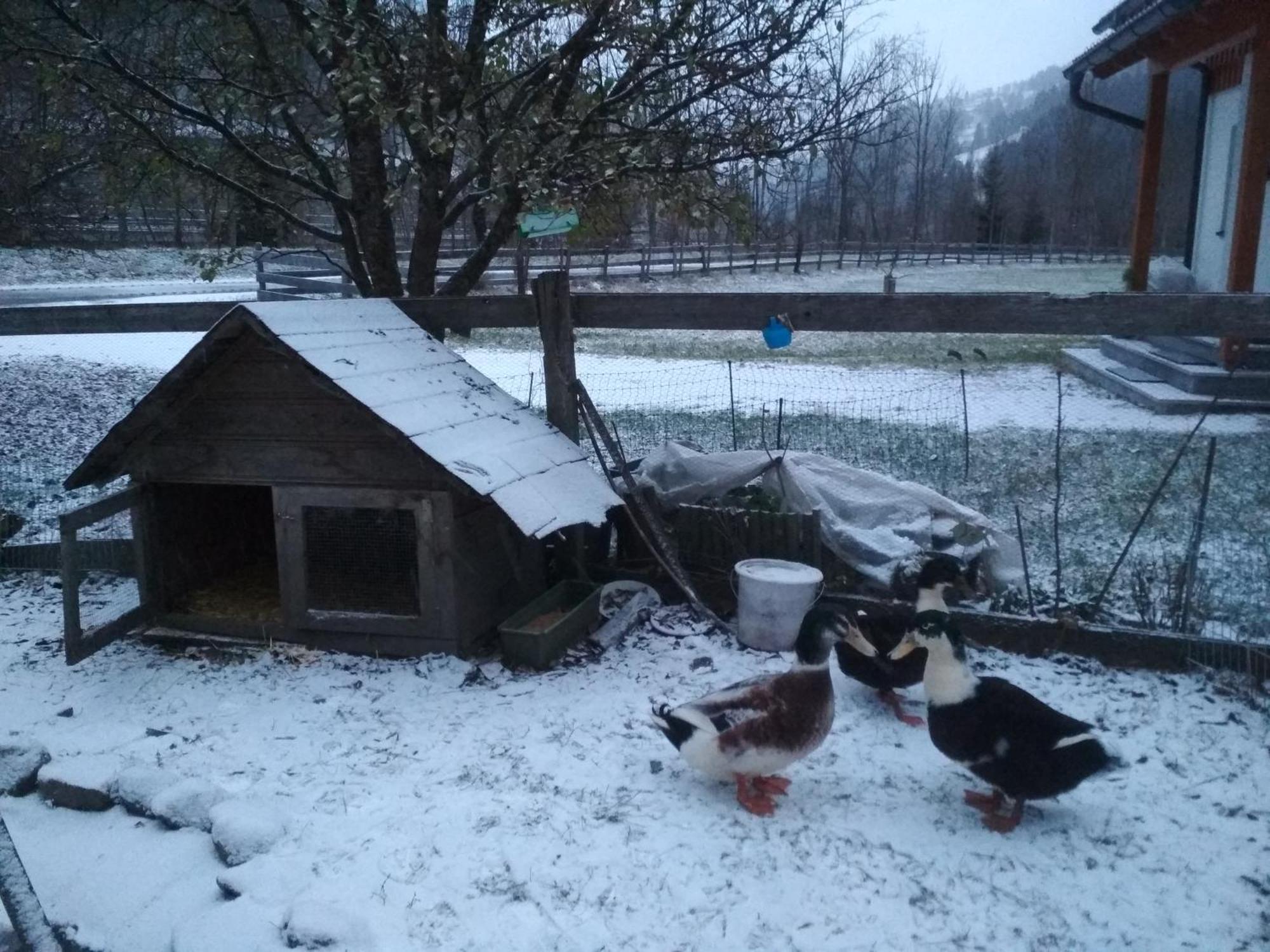 Gaestehaus Blonbauer Lägenhet Schladming Exteriör bild